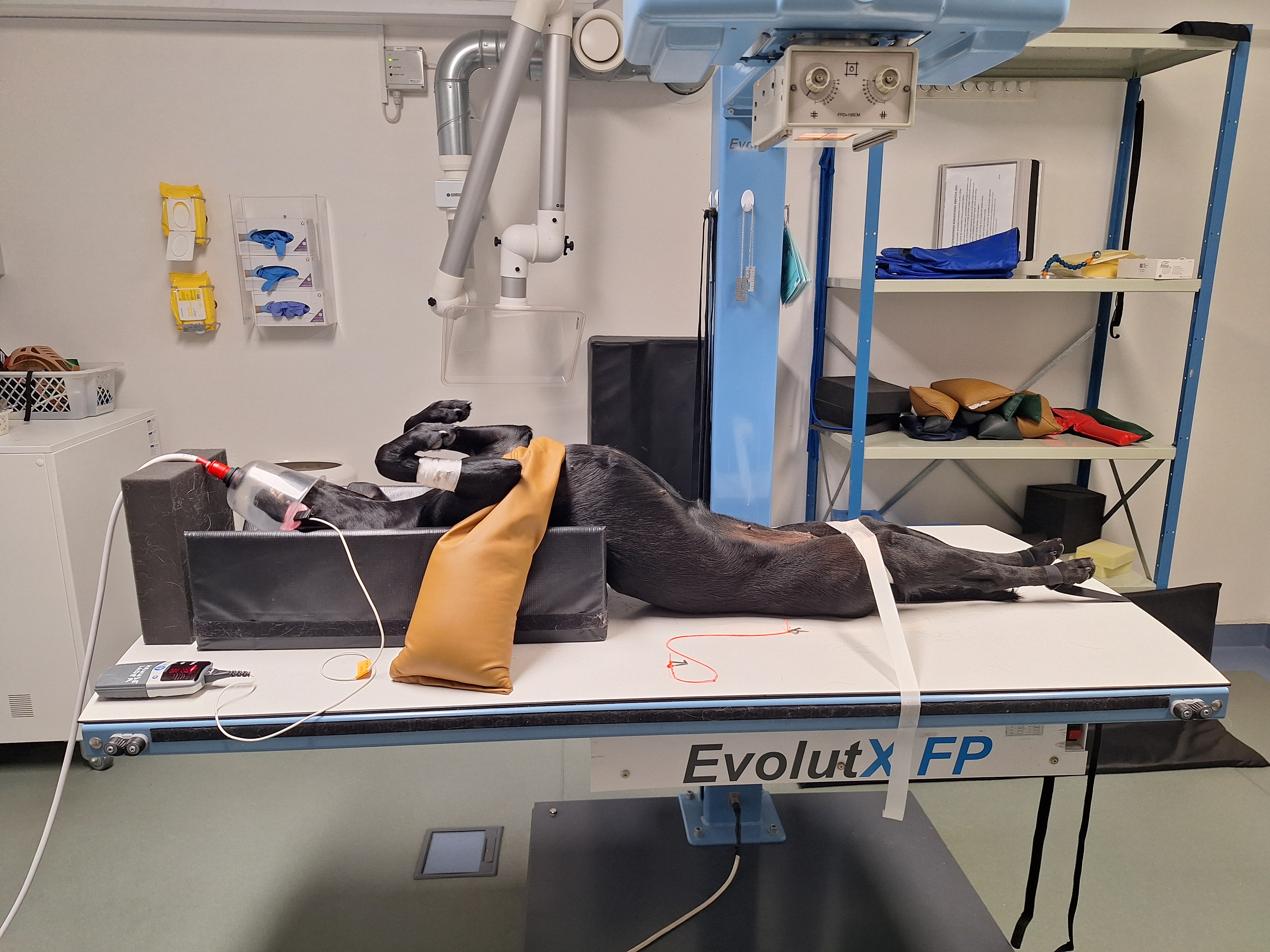 Håndfri lejring ved smådyrsrøntgen