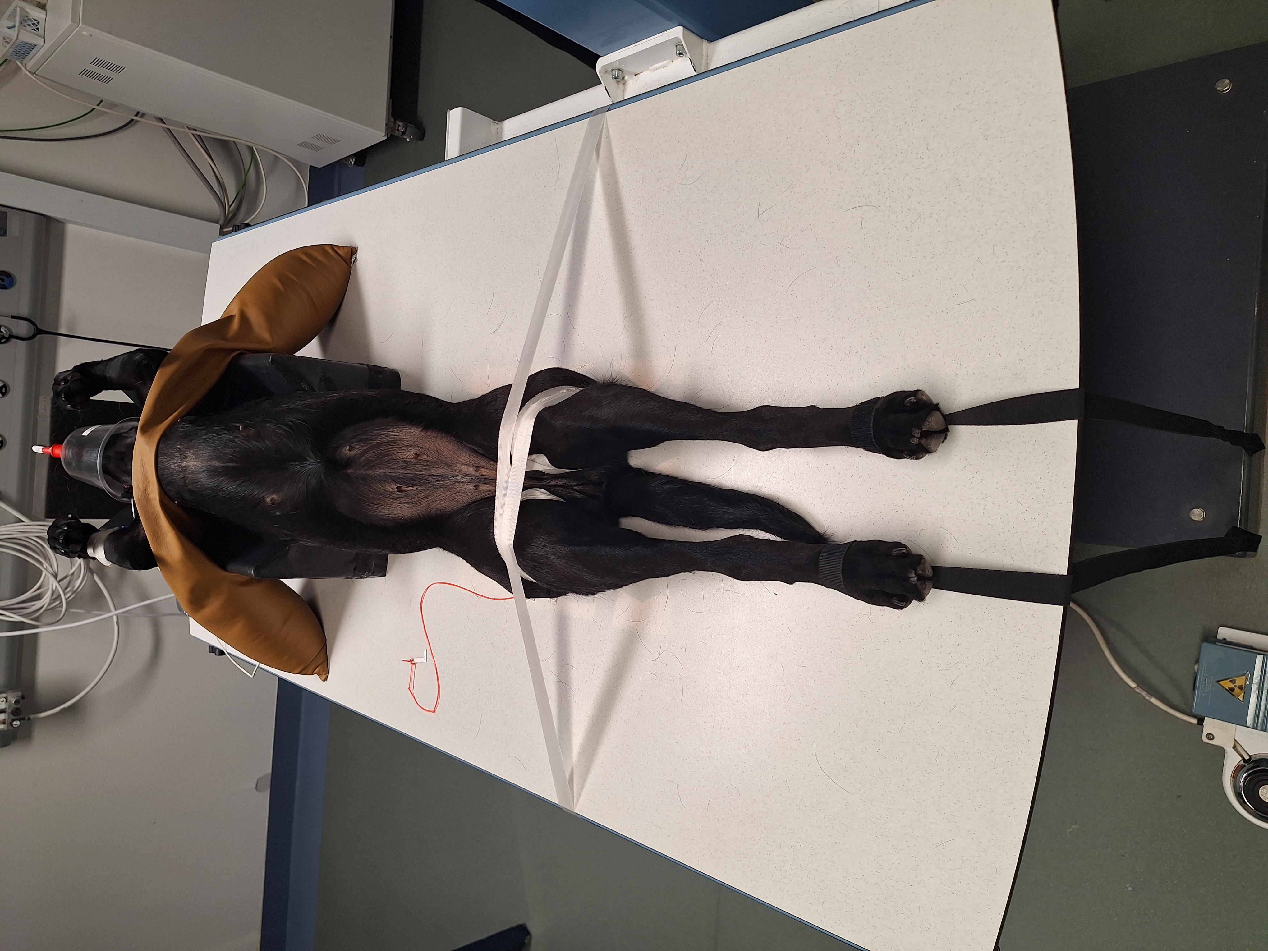 Lejring til hofter med sikkerhedssele og tape